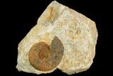 Ammonite Fossil - Boulemane, Morocco #122431-1